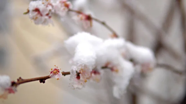 開花アプリコットの木と枝に春の雪のカバレッジ 撮影の映画的Dof — ストック写真