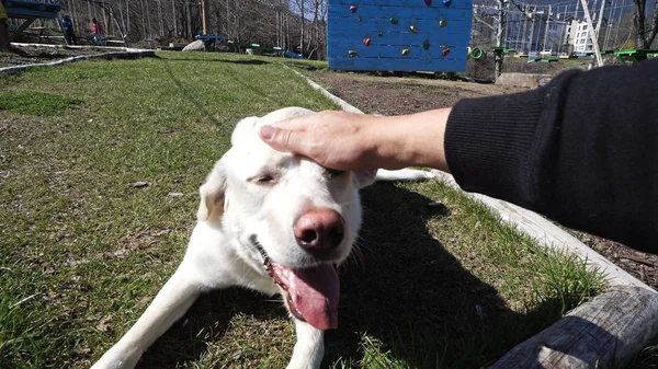 Χέρι Του Σγουρού Κοριτσιού Χαϊδεύει Ένα Σκύλο Retriver Στο Outdoors — Φωτογραφία Αρχείου