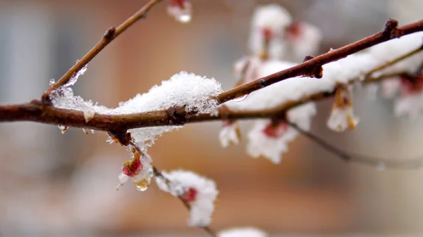 Neve Primavera Com Broto Árvore Flor Damasco Japonês Mume Prunus — Fotografia de Stock