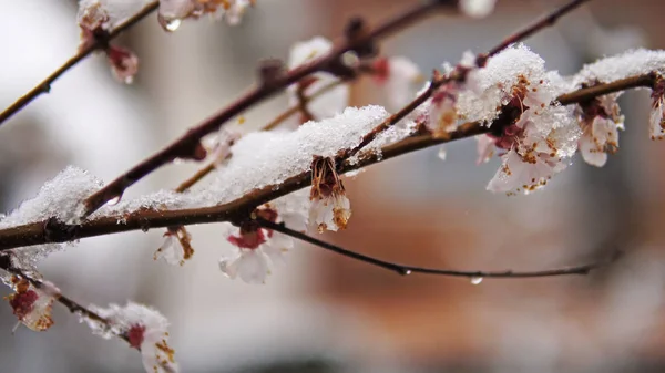 春の雪とツリーの桜の花 — ストック写真