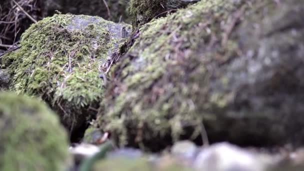 Stenen Rotsen Vallende Mos Groene Bossen Dierlijke Pov Filmische Dof — Stockvideo