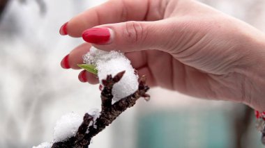 Çiçek açan kayısı ağacı ve dallardaki bahar kar örtüsü, sinematik çekim.