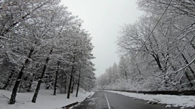 Çam ağacı ormanı ve düşük görüş sisi olan tehlikeli kış dağ yolunda araba gezintisi