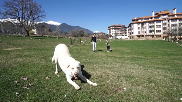 Gente Divirtiéndose Aire Libre Jugando Con Perro Recuperador Corriendo Césped — Foto de Stock