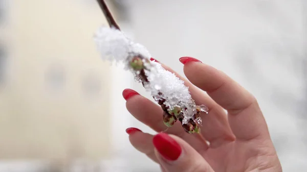 Blossom branch with flowers and bud covered with snow, climate change weather disaster for nature