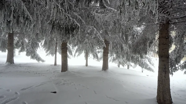 Winter Panorama Snow Covered Trees Fog — Stock Photo, Image