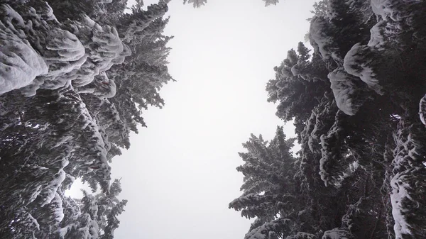 Pov Move Walk Drive Waldkiefern Bedeckt Mit Schnee Bei Nebligem — Stockfoto