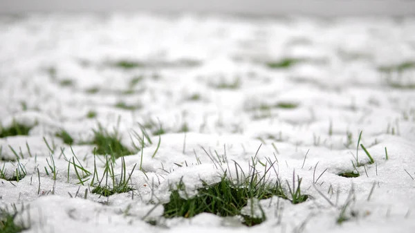 Close-up of spring snow covering formations on a blade of green grass