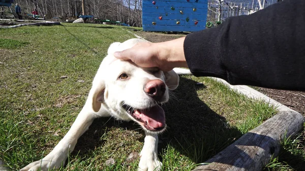 Ferme Portrait Chien Labrador Caressé Par Homme Vue Des Mains — Photo