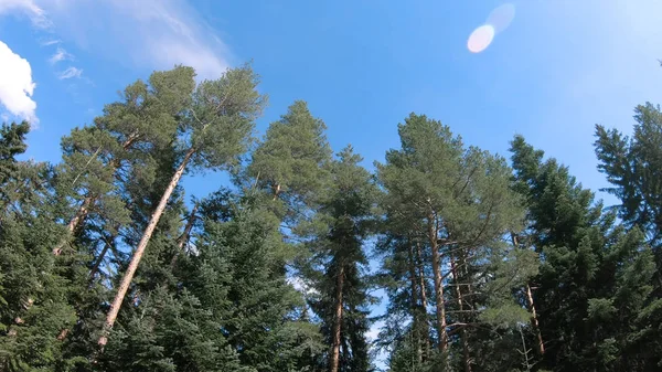 Vista Aérea Tampos Pinheiros Floresta Montanha Dia Ensolarado — Fotografia de Stock