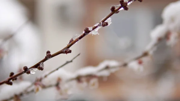 ウメのつぼみと花の花木と春の雪 — ストック写真