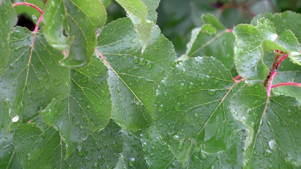 Drzewo Leafs Parą Kropli Deszczu Wiatr Wiosna Tle Natura — Zdjęcie stockowe
