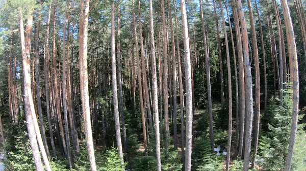 Pinèdes Forêt Montagne Dans Journée Ensoleillée Point Vue Basse Altitude — Photo