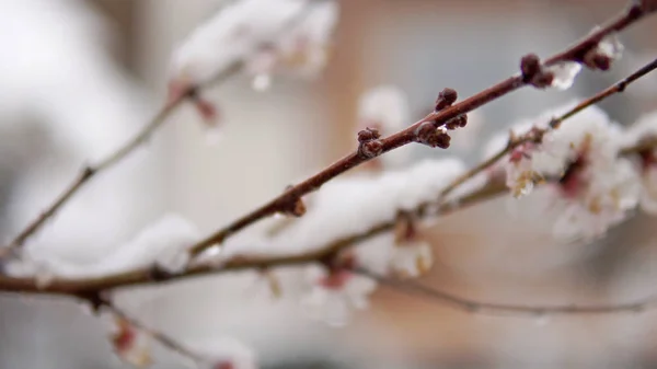 Blossom branch with flowers and bud covered with snow, climate change weather disaster for nature