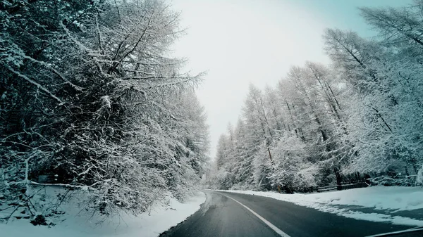 Car Pov Drive Dangerous Winter Mountain Road Pine Tree Forest — Stock Photo, Image