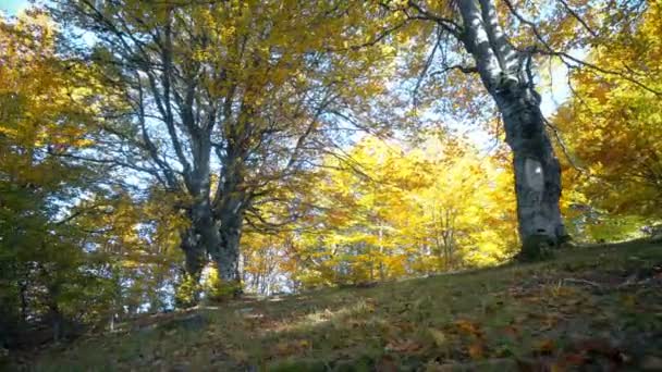 々の間から落ちる太陽の光の光線を秋に美しい森のハメ撮り追跡ショット — ストック動画