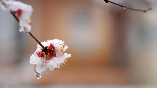 春の雪とツリーの桜の花 — ストック写真