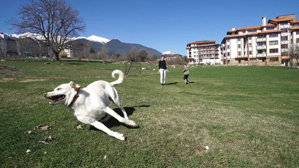 Gente Divirtiéndose Aire Libre Jugando Con Perro Recuperador Corriendo Césped — Foto de Stock