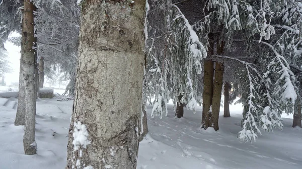 Moving Siberian Winter Dense Forest Tree Branches Snow — Stock Photo, Image