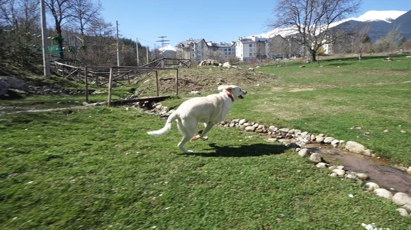 Labrador Golden Retriever Juega Parque — Foto de Stock