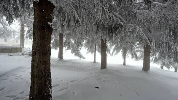 Зимняя Панорама Заснеженными Деревьями Туманом — стоковое фото