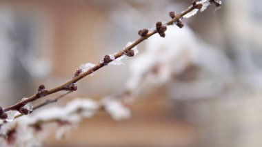 Closeup ağacı çiçeği çiçek vurdu ve baharda kar. Hava anomaliler
