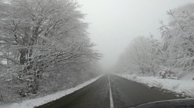 Çam ağacı ormanı ve düşük görüş sisi olan tehlikeli kış dağ yolunda araba gezintisi
