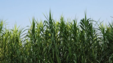 Bir küp şeker kamışı ekimi