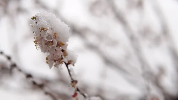Blossom Branch Flowers Bud Covered Snow Climate Change Weather Disaster — Stock Photo, Image