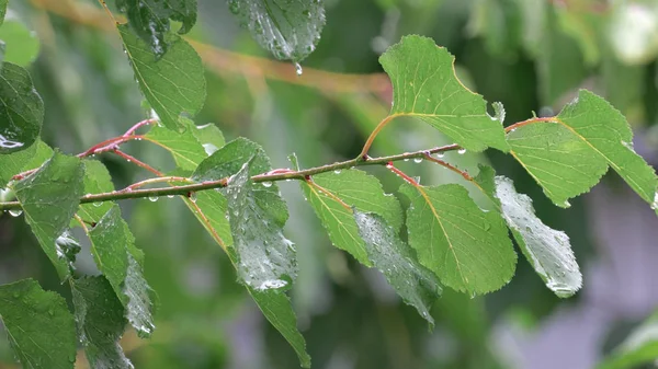 Rain Drops Tree Branch Leafs — Stock Photo, Image