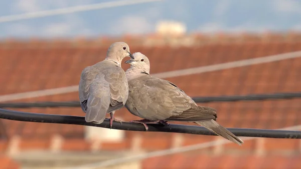 Couple of eurasian collared doves (Streptopelia decaocto) having romantic touches standing on electrical wire