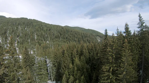 Εναέρια Πετούν Κατά Μήκος Όμορφο Πευκοδάσος Στο Βουνό Κατά Άνοιξη — Φωτογραφία Αρχείου