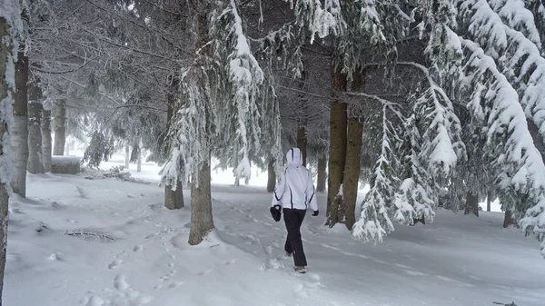 Donna Cammina Nella Pinta Foresta Albero Inverno Neve Tempo Con — Foto Stock