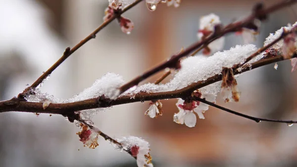 ウメのつぼみと花の花木と春の雪 — ストック写真