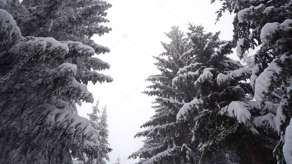 Winter driving, walking pov under giant forest pine trees with snow, view from bellow