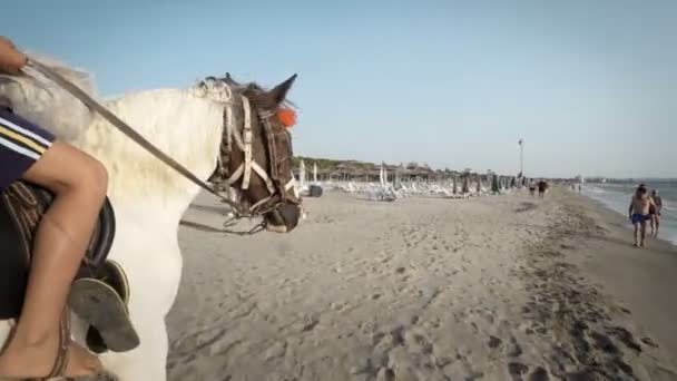 Beau Jeune Garçon Chevauchant Cheval Sur Une Plage Tropicale — Video