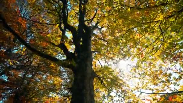 Admiring Autumn Forest Scenery Passing Side Window Car While Driving — Stock Video