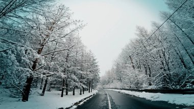 Çam ağacı ormanı ve düşük görüş sisi olan tehlikeli kış dağ yolunda araba gezintisi