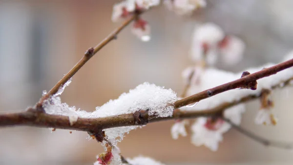 クローズ アップは木の花の花の撮影し 春の雪 異常気象 — ストック写真