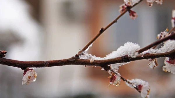 開花アプリコットの木と枝に春の雪のカバレッジ 撮影の映画的Dof — ストック写真