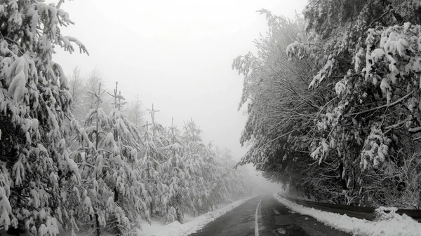 Auto Pov Řídit Nebezpečné Zimní Horské Silnici Borovicovým Lesem Nízkou — Stock fotografie