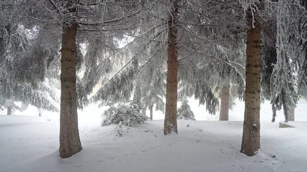 Winter Scene Dense Forest Snow Low Visibility Fog — Stock Photo, Image