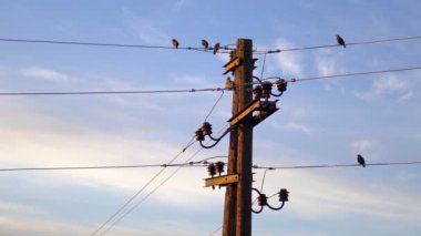 Blue sky adlı gündoğumu karşı elektrikli tel kuşlarda sinekkapan (Muscicapa striata)