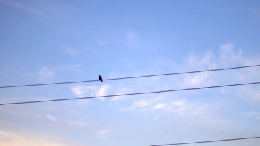 Güneş doğarken sinekkapan (Muscicapa striata) kuş mavi gökyüzü karşı elektrikli tel üzerinde tek