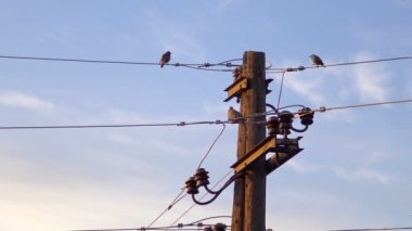 Blue sky adlı gündoğumu karşı elektrikli tel kuşlarda sinekkapan (Muscicapa striata)