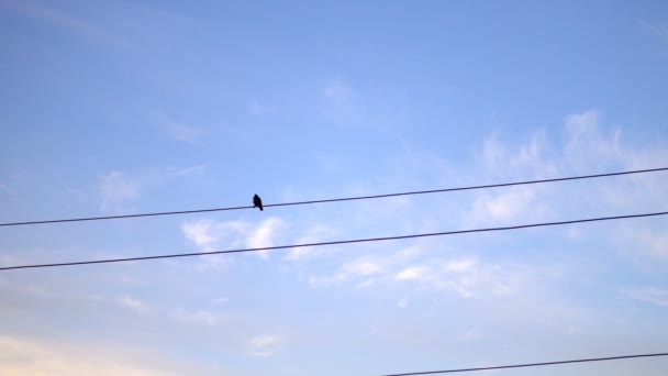 Одинокая Птица Flycatcher Muscicapa Striata Электрическом Проводе Против Голубого Неба — стоковое видео