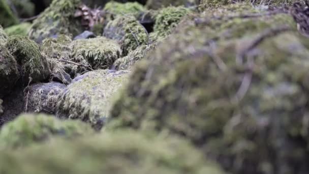 Kamienie Skały Pokryte Przez Moss Zielonym Lesie Pov Zwierząt Kinowej — Wideo stockowe