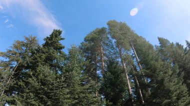 Düşük hava atış Piring National forest park Bulgaristan'ın hemen üzerinde ve ağaç tepelerinin boyunca uçan. Yemyeşil yeşil ağaçlar ve Bahar sırasında mavi gökyüzü