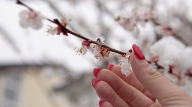 Karla kaplı çiçek ve tomurcuklu çiçek dalı, doğa için iklim değişikliği hava felaketi
