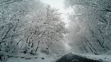Çam ağacı ormanı ve düşük görüş sisi olan tehlikeli kış dağ yolunda araba gezintisi